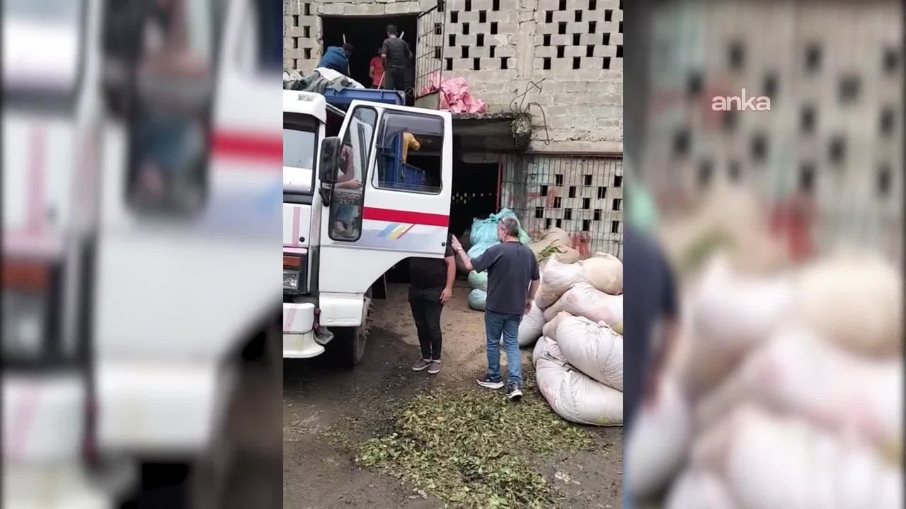 Rize'de çay üreticilerinden ÇAYKUR'a kota tepkisi: Yeter artık bu işe son verin