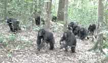 Şempanzelerde görülmemiş kanlı “İç Savaş”: 24 ölü!