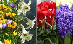 Baharın müjdecisi Cemre düşme tarihleri