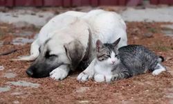 Geç gelen adalet! Sokak hayvanlarının toplatılmasına yönelik genelge yargıdan döndü