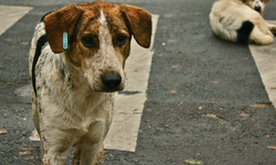 İstanbul'da sokak köpeklerini beslemek yasaklandı