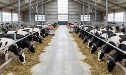 Milyonlarca euroluk kamu kaynağı 'yabancı görünümlü yerli' firmaya gitti iddiası