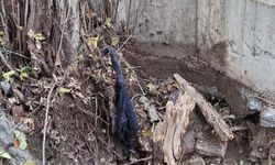 Kozyatağı'nda 400 yıllık çınar ağaçlarını kesiyorlar