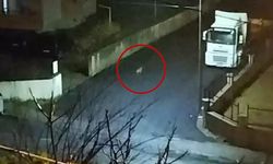 Zonguldak'ta aç kalan çakallar mahalleye indi