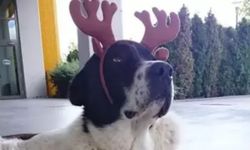 Veterinerlik fakültesi raporu açıkladı! Darp kesinleşti, iş akitleri feshedildi...