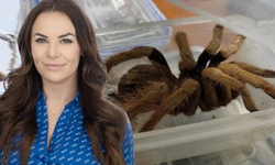ABD'li siyasetçi kiracısının evine tarantulayla saldırdı