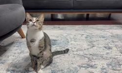 Zavallı kedi 4 yıl midesinde vantuzla yaşamış