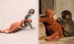 Maymun Punch'ın dram dolu kaderi! Dövüp gölete attılar...