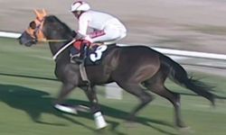 Mersin'de skandal iddia! Şampiyon yarış atını kavurma yapıp yedirdiler!