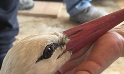 Bu ülkede Leylekleri de vururlar! Hatay'da 2 ayda 53 leylek vuruldu