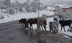 Doğu'da Nisan karı yolları kapadı!