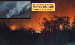 Beykoz'daki orman yangını yeniden kontrol altına alındı