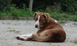 İstanbul Valiliği'nden 'tüm sokak köpeklerini toplatın' talimatı