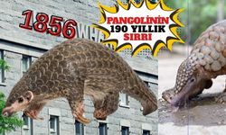 1836’dan beri müzedeydi! 190 yıl sonra sırrı çözüldü