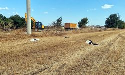Tekirdağ'da 30 leylek akıma kapılarak öldü