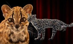 Yüzyıl sonra yeni kedi türü! Bolivya’nın Tigrino’su bilim tarihine geçti
