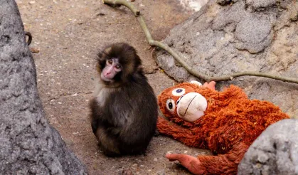 Zavallı Punch'ı yine dövüp suya attılar