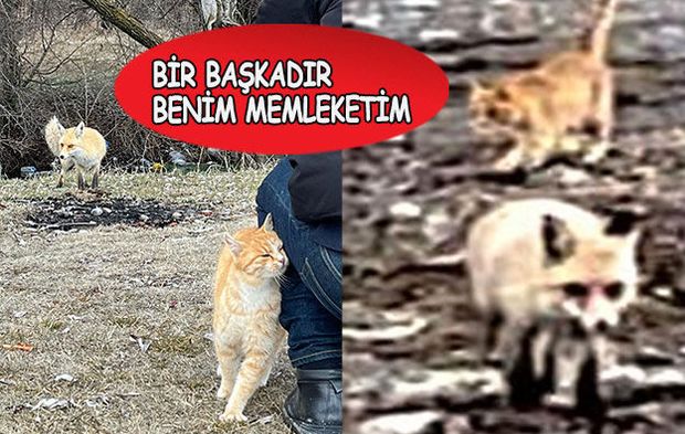 Erzican'dan yürek ısıtan görüntü! Kedi ve tilki dostluğu