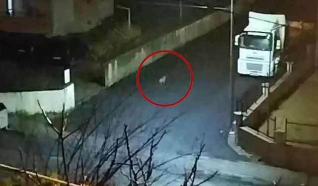 Zonguldak'ta aç kalan çakallar mahalleye indi