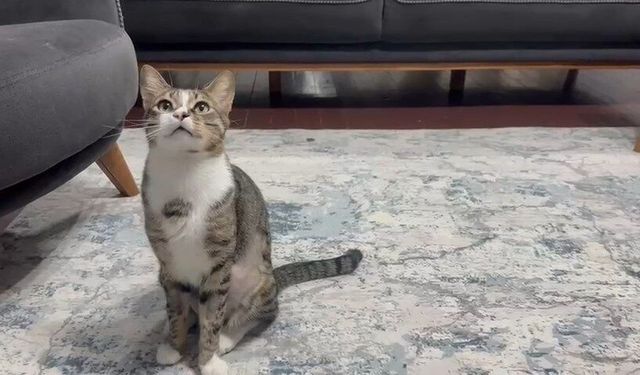 Zavallı kedi 4 yıl midesinde vantuzla yaşamış