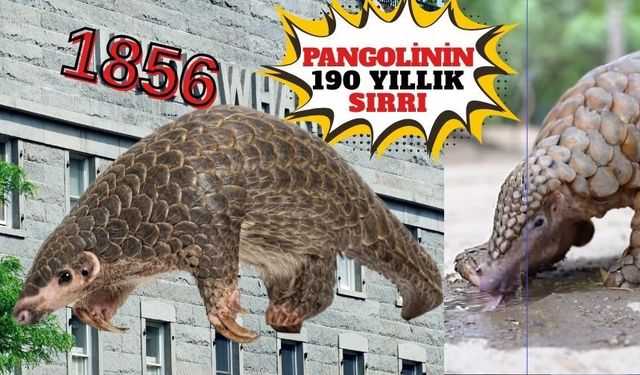 1836’dan beri müzedeydi! 190 yıl sonra sırrı çözüldü