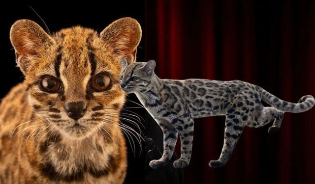 Yüzyıl sonra yeni kedi türü! Bolivya’nın Tigrino’su bilim tarihine geçti