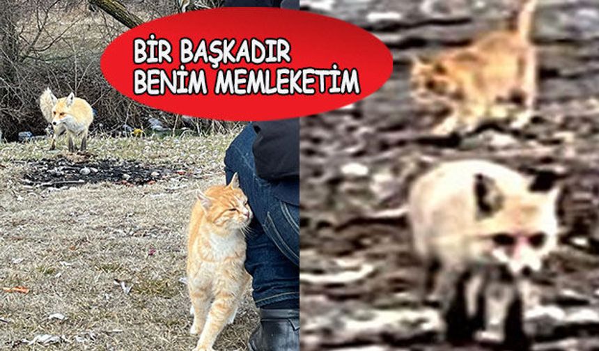 Erzican'dan yürek ısıtan görüntü! Kedi ve tilki dostluğu