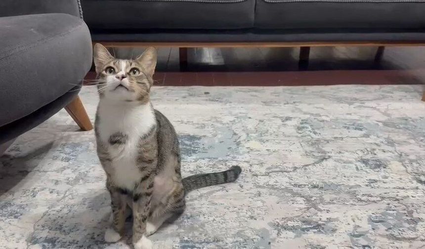 Zavallı kedi 4 yıl midesinde vantuzla yaşamış