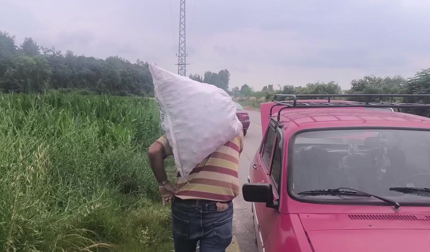 Ürettiği soğanı satamayan çiftçi, tarlasını vatandaşlara açtı