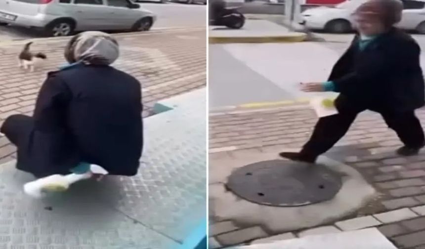 Kediye yağ çözücü sprey sıkanın cezası belli oldu!