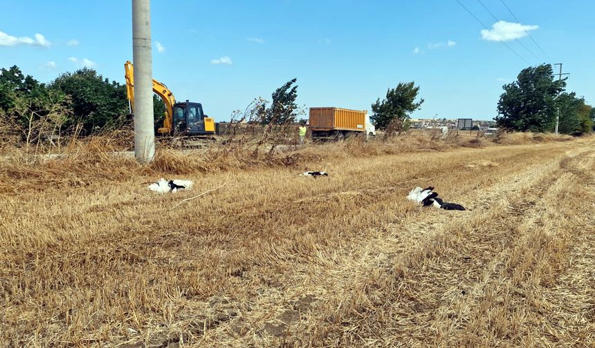 Tekirdağ'da 30 leylek akıma kapılarak öldü
