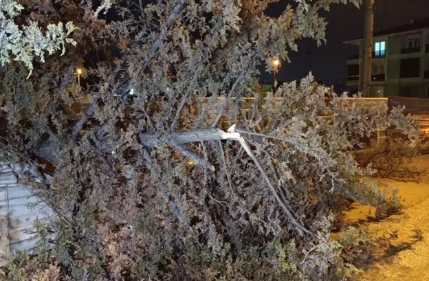 Bursa Ağaç Devrildi