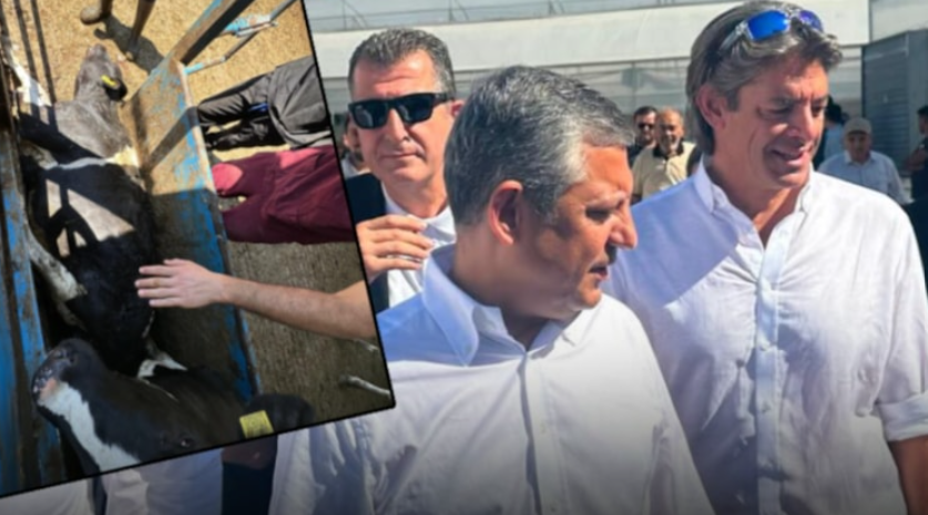 Baskında ineğinin öldüğü iddia edilmişti! CHP'nin gölge bakanının çiftliğinin sertifikası iptal edildi